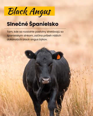 Španielske slnko. Nekonečné pastviny. Dokonalý Black Angus. ☀️ Každý kus mäsa má svoj príbeh – začína sa na farme Miguel...